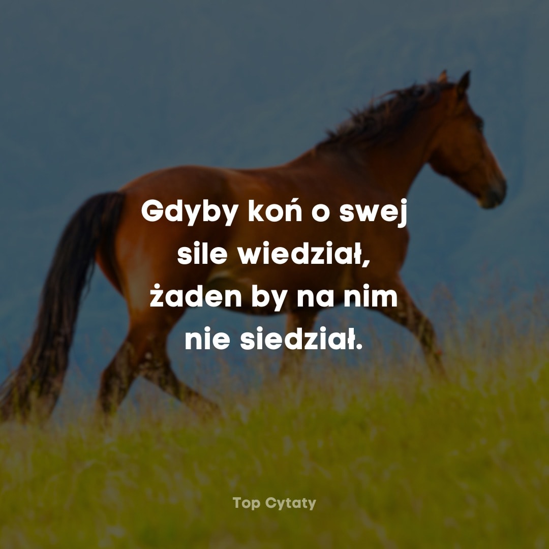 Gdyby koń o swej sile wiedział, żaden by na nim nie siedział.